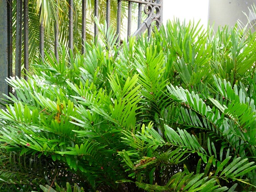 Coontie Palm 1G []