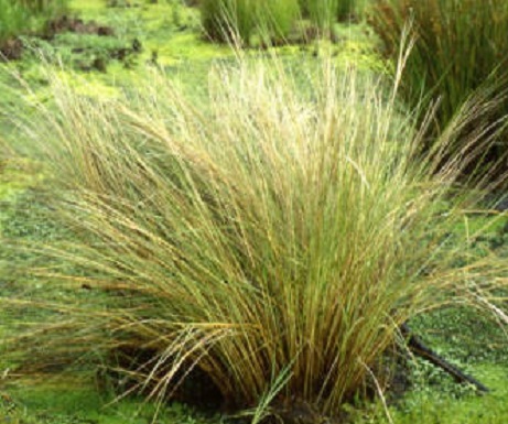 Cord Grass Bare Root [Spartina Bakerii]