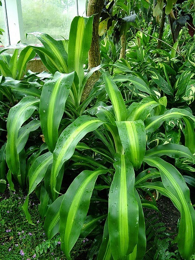 Corn Plant Quad 7G [5'-4'-3'-2']