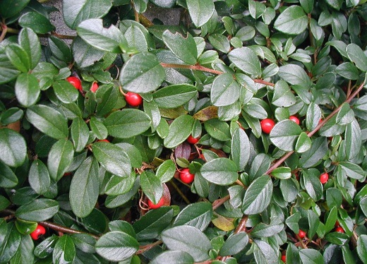 Cotoneaster 3G []