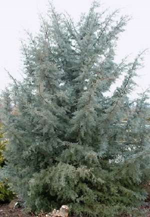 Cypress Arizona Blue 10G [Cupressus arizonica]
