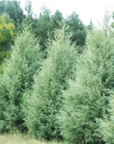 Cypress Carolina Sapphire [30G]