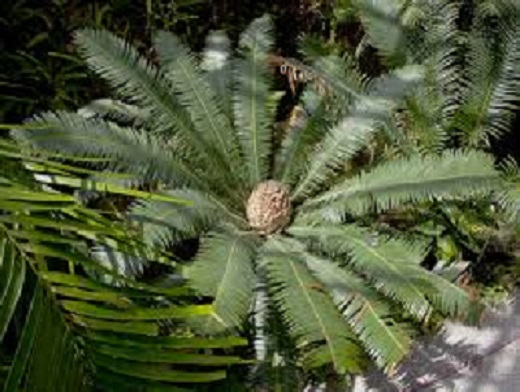 Dioon Edule 15G [Mexican Fern Palm]
