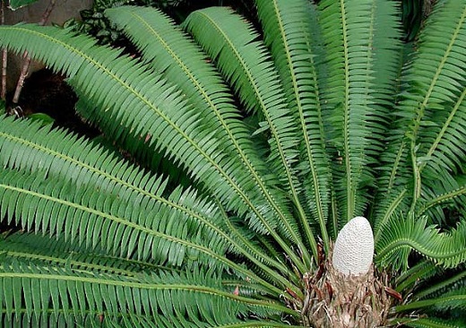 Dioon Spinulosum 3G [Giant Dioon / Gum Palm]