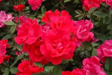 Double Knock Out Rose 1G [Rosa "Double Pink"]