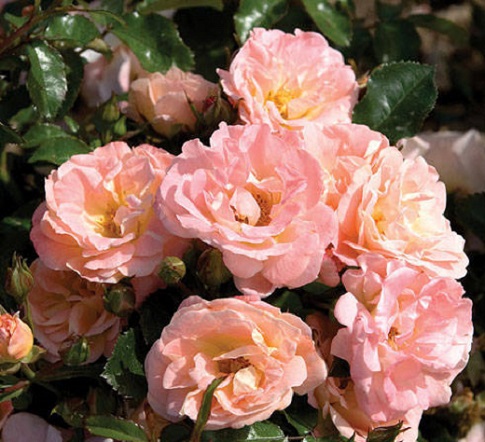 Drift Rose-Peach 3G [Rosa 'Peach' Drift Rose]