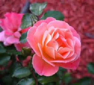 Drift Rose Std Peach 5G [Rosa 'Peach' Drift Rose]
