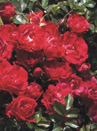 Drift Rose Std Red 5G [Rosa 'Red' Drift Rose]