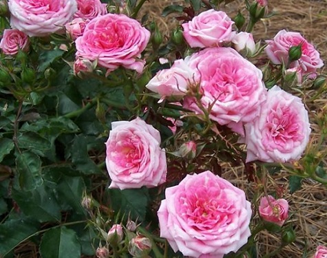 Drift Rose-Sweet 3G [Rosa 'Sweet' Drift Rose]
