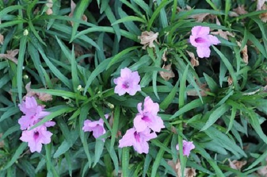 Dwarf Ruellia-Pink 1G ["Dwarf Mexican Petunia"]