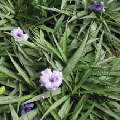 Dwarf Ruellia-Purple 1G ["Dwarf Mexican Petunia"]