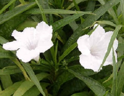 Dwarf Ruellia-White 1G ["Dwarf Mexican Petunia"]