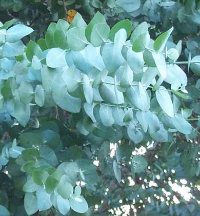 Eucalyptus Silver Dollar 30G []