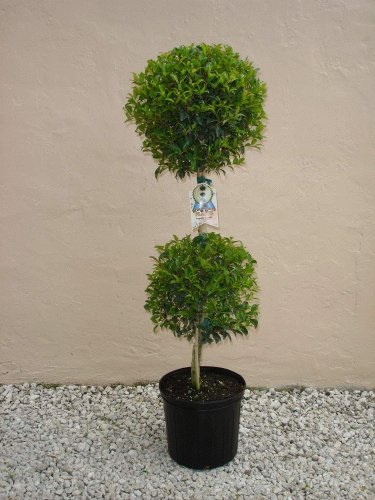 Eugenia Topiary Double 7G []