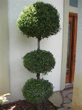 Eugenia Topiary Triple 7G []