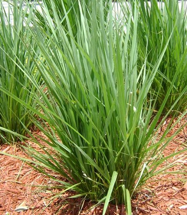 Fakahatchee Grass Dwarf 1G [Gamma Grass]