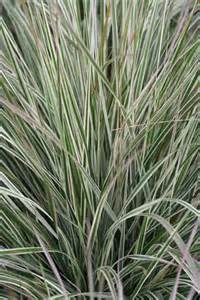 Feather Reed Grass Varigated [3G  Calamagrostis acutiflora]