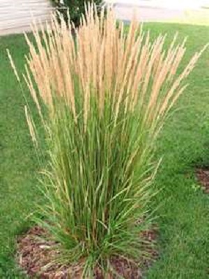 Feather Reed Grass 1G ['Karl Foerster']
