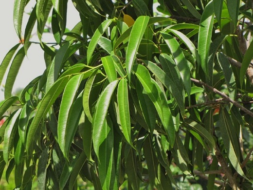 Ficus Alli 7G []