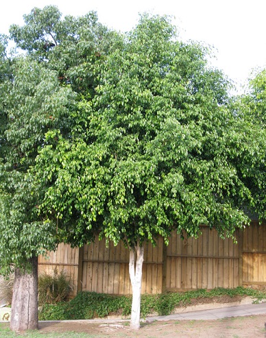 Ficus Benjamina Standard 7G []