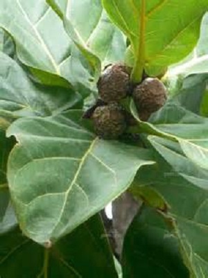 Ficus Lyrata 7G [Fiddle Leaf Fig]
