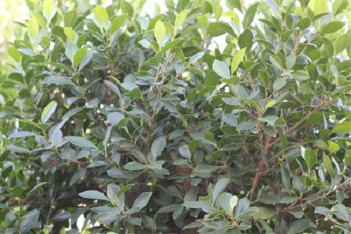 Ficus Nittada 10G []