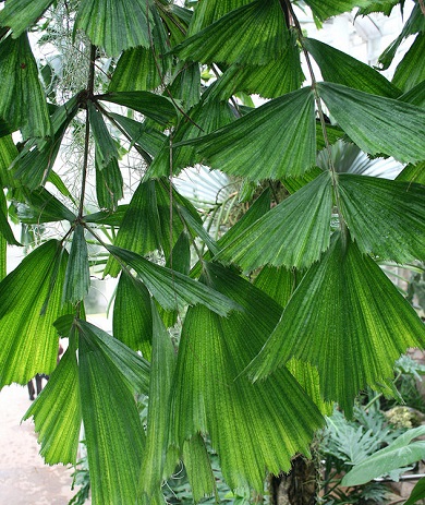 Fishtail Palm 15G []