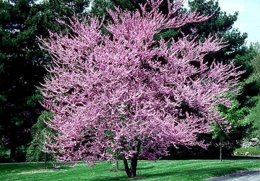Forest Pansy Red Bud 1.5-2" [Cercis canadensis]
