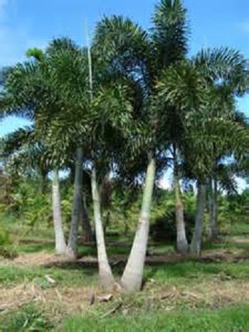 Foxtail Palm Double 16' OA [See Manuel for pricing]