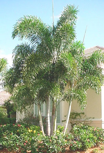 Foxtail Palm Quint 20' OA [5 Heads]