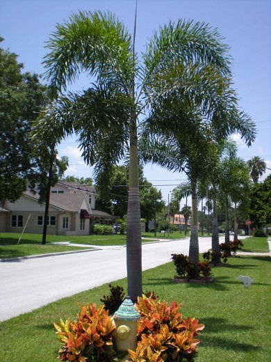 Foxtail Palm Single 18' OA [See Manuel  for pricing]