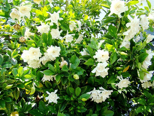 Gardenia Bush 15G [Non- Grafted]