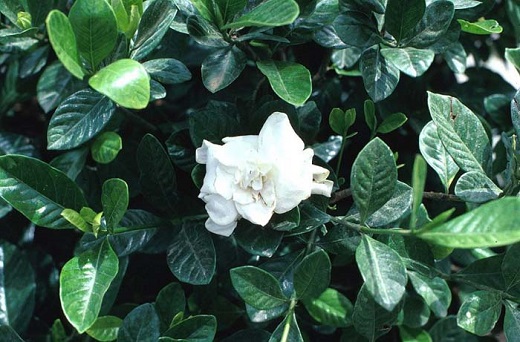 Gardenia Veitchii 3G [Bush]