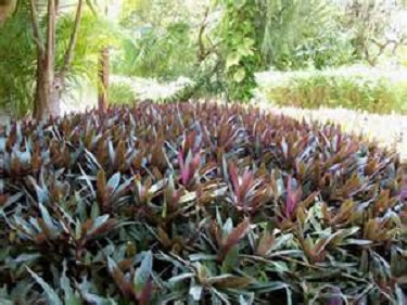 Giant Oyster Plant 3G []