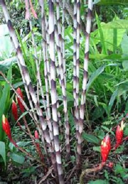 Ginger Bamboo 3G [Alpinia luteocarpa]