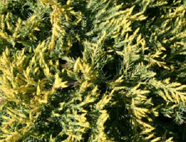 Gold Tip Juniper 3G [Juniperus chinensis]