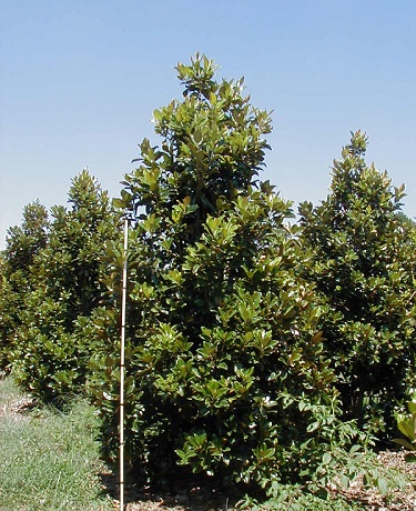 Green Giant Magnolia 30G []