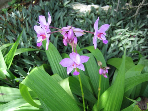 Ground Orchid 3G [Spathoglottis]