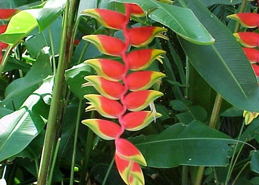 Heliconia 5G - Exotic [Special Orders]