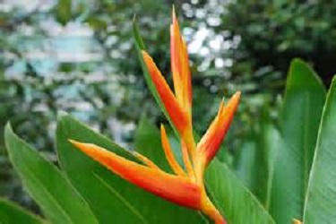 Heliconia 1G []