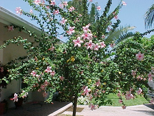 Hibiscus Anderson Crape 25G [Standard]