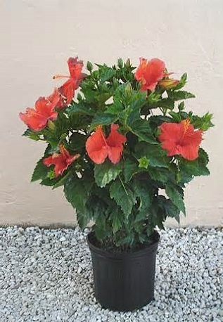 Hibiscus Bush Assorted Color [3G]