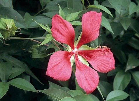 Hibiscus Coccineus 4" [Scarlet Rosemallow]