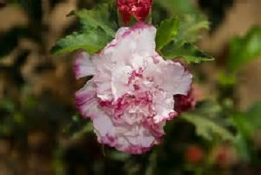 Hibiscus Bush Dbl Pink/White [3G]