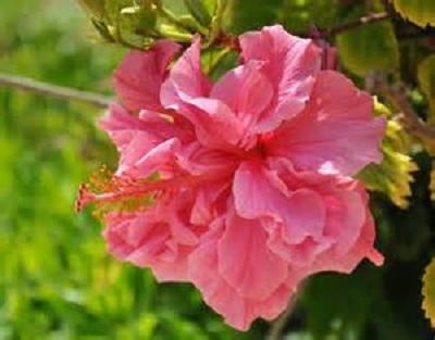 Hibiscus Bush Dbl. Pink 3G []