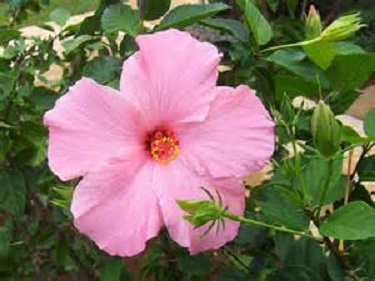 Hibiscus Bush Pink 3G []