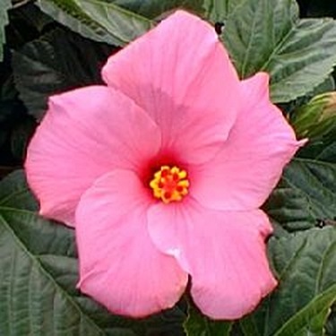 Hibiscus Bush Seminole [Pink 3G]