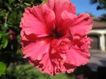 Hibiscus Standard 15G [Carnation]