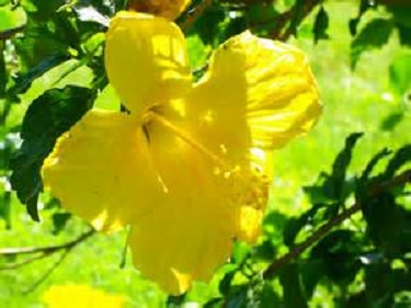 Hibiscus Bush Yellow 3G []