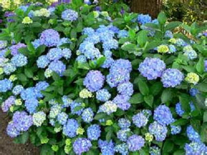 Hydrangea 1G [Not for Sale-For Stepping Up]